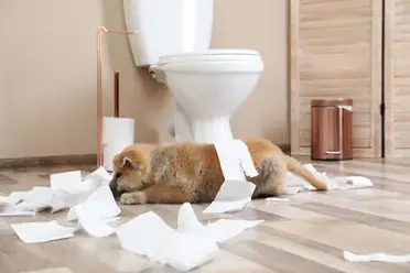 dog laying in the bathroom